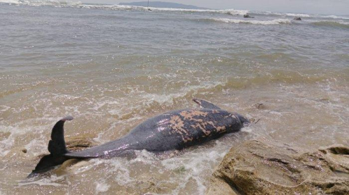 Gambar Lumba-lumba Ukuran Besar yang Terjerat Tambang dan Terdampar di Pantai Karapyak Pangandaran